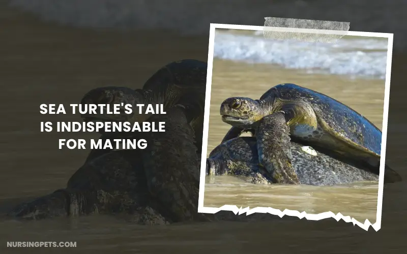 Sea Turtle's Tail is Indispensable for Mating