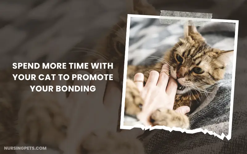 Spend more time with your cat to promote your bonding