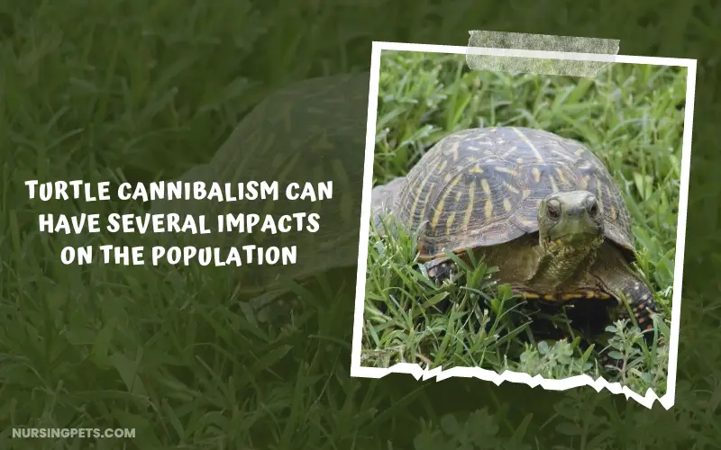 Turtle cannibalism can have several impacts on the population