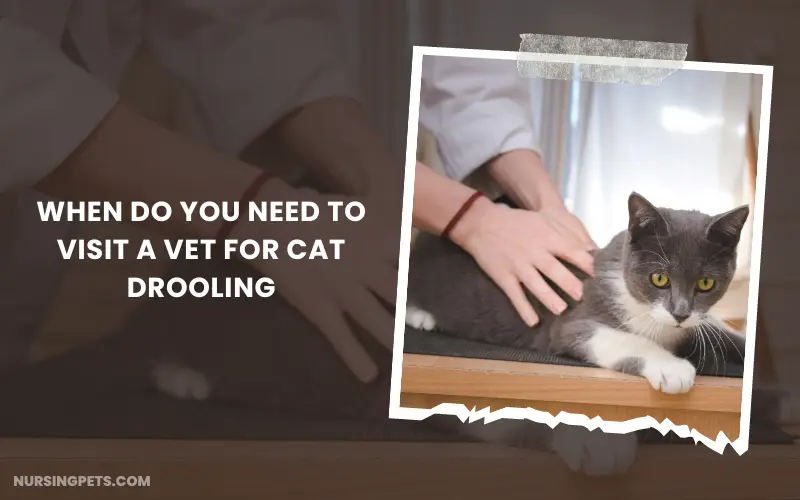 When do you need to visit a vet for cat drooling