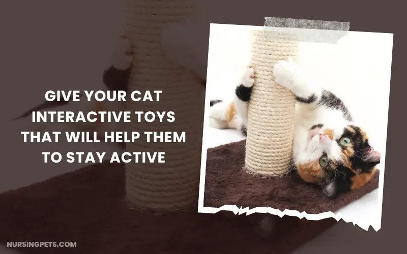 Give your cat interactive toys that will help them to stay active