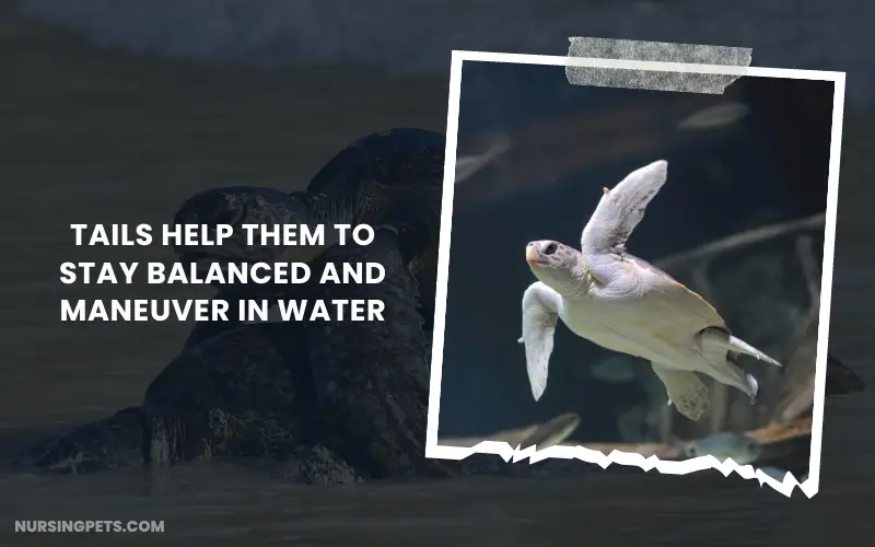 Tails Help Them to Stay Balanced and Maneuver in Water