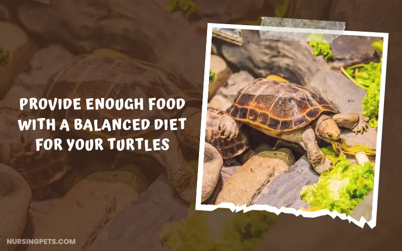 Provide enough food with a balanced diet for your turtles