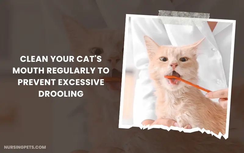 Clean your cat's mouth regularly to prevent excessive drooling