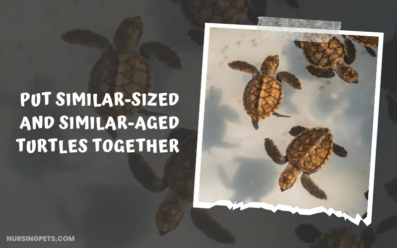 Put similar-sized and similar-aged turtles together