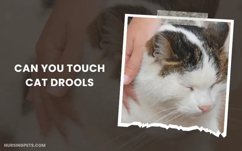 Can you touch cat drools