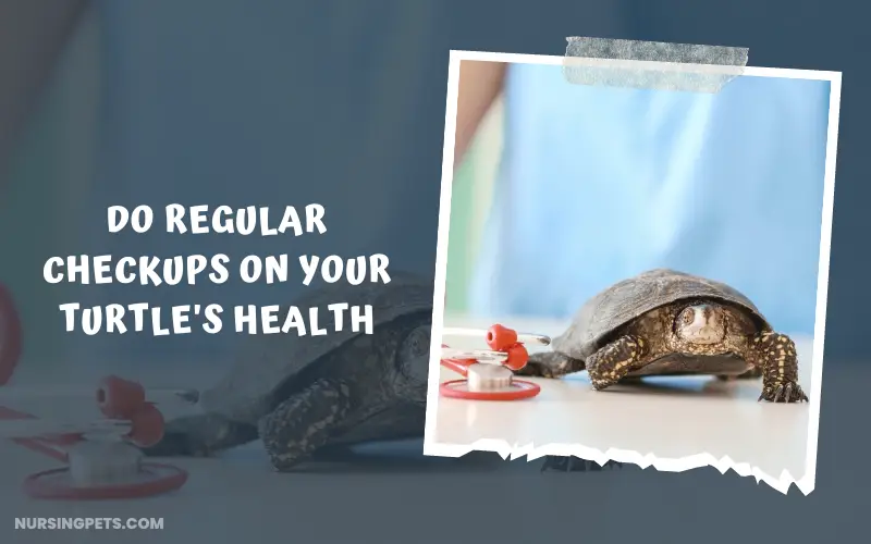 Do regular checkups on your turtle's health