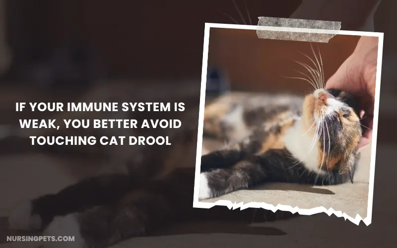 If your immune system is weak, you better avoid touching cat drool